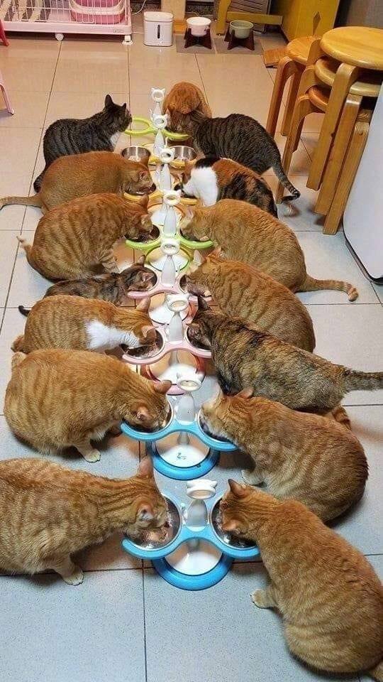 Завтрак в большой семье