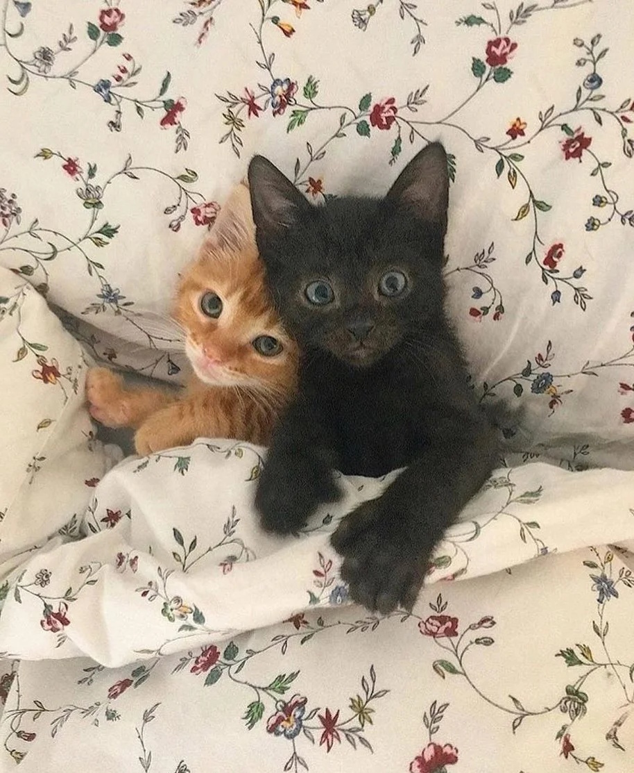 Вставать пора,это мы мигом