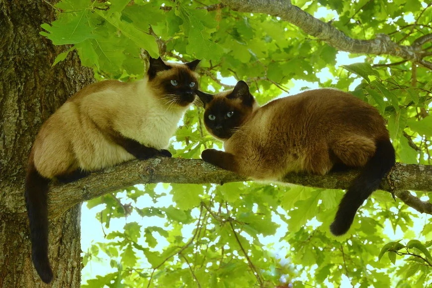 Весна пришла - самое время свиданий