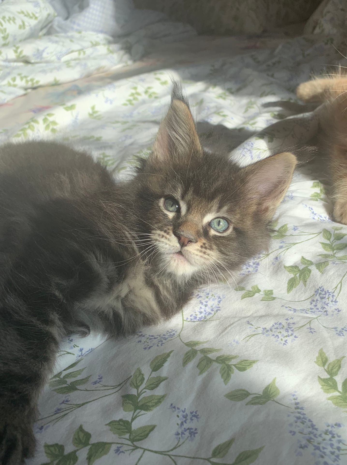 Сегодня буду лежать и ничего не делать