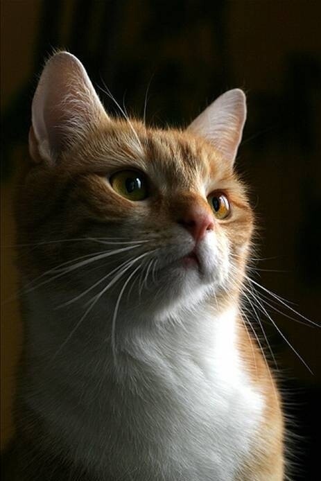 Сейчас солнышко встанет, пойду своих будить