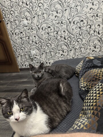 Когда ты уже встанешь и накормить нас