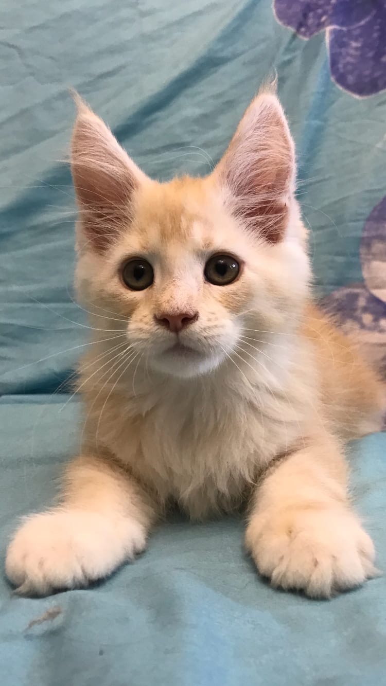 Я готов, включайте мультики