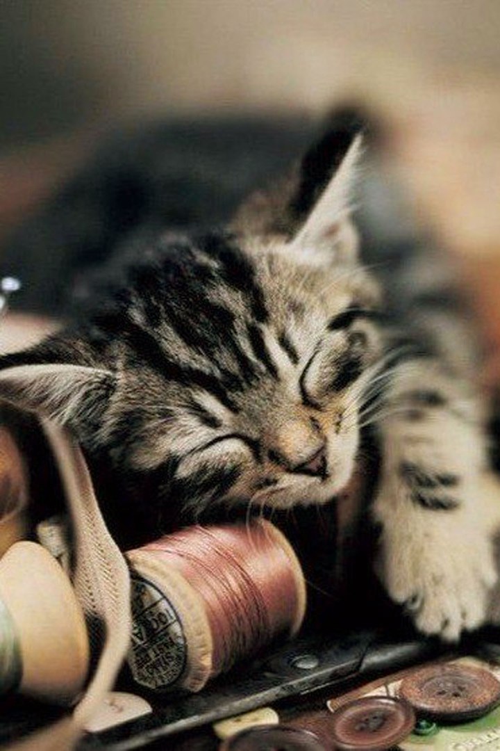 Шила я пальтишко, шила одеяло, а теперь устала