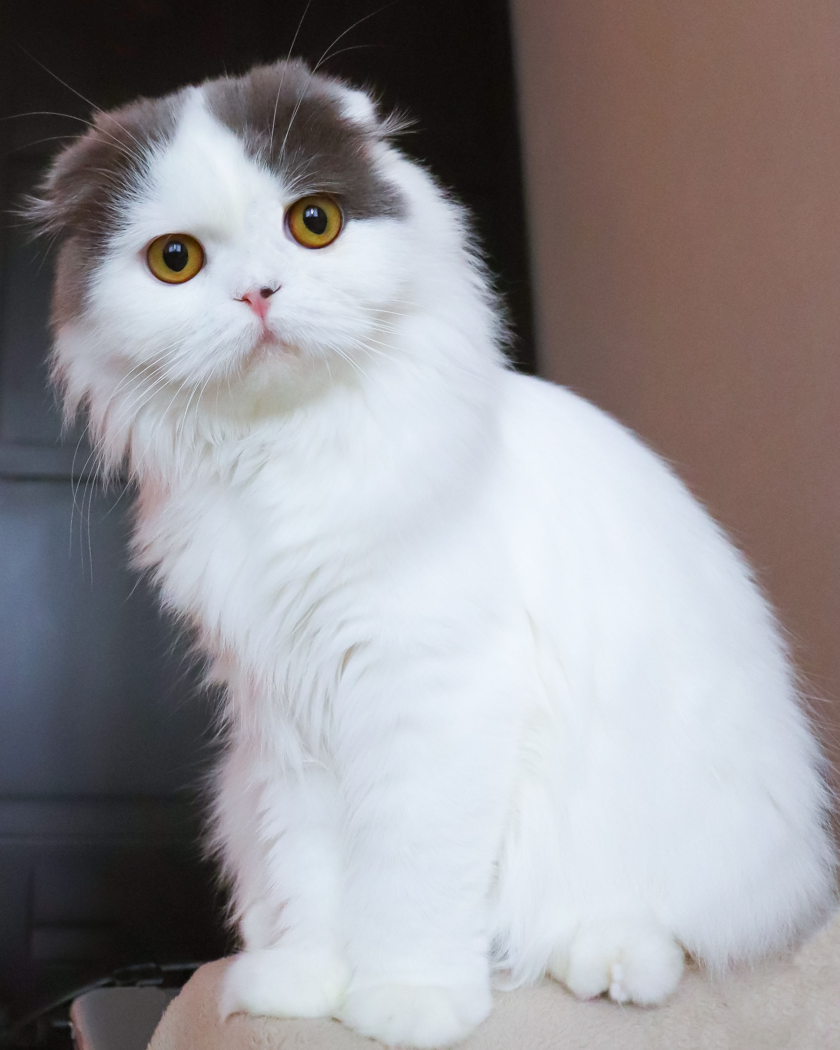 Кажется, хозяева пришли с работы