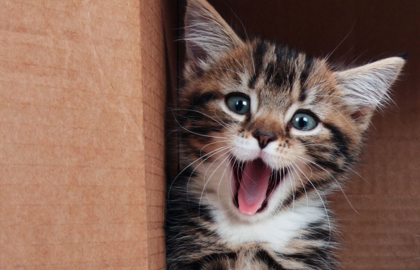 Настроение зашибись, от того прекрасна жизнь