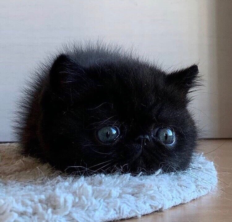 Я тихонько полежу и хозяев подожду