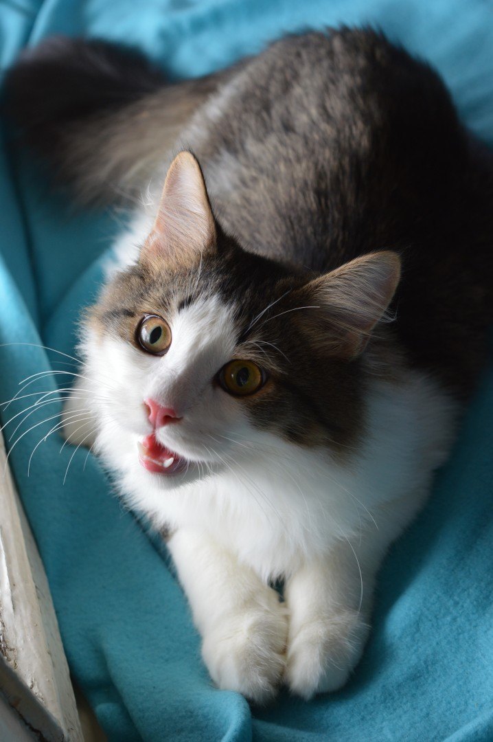 Как ужин приготовите, зовите меня, я голодна