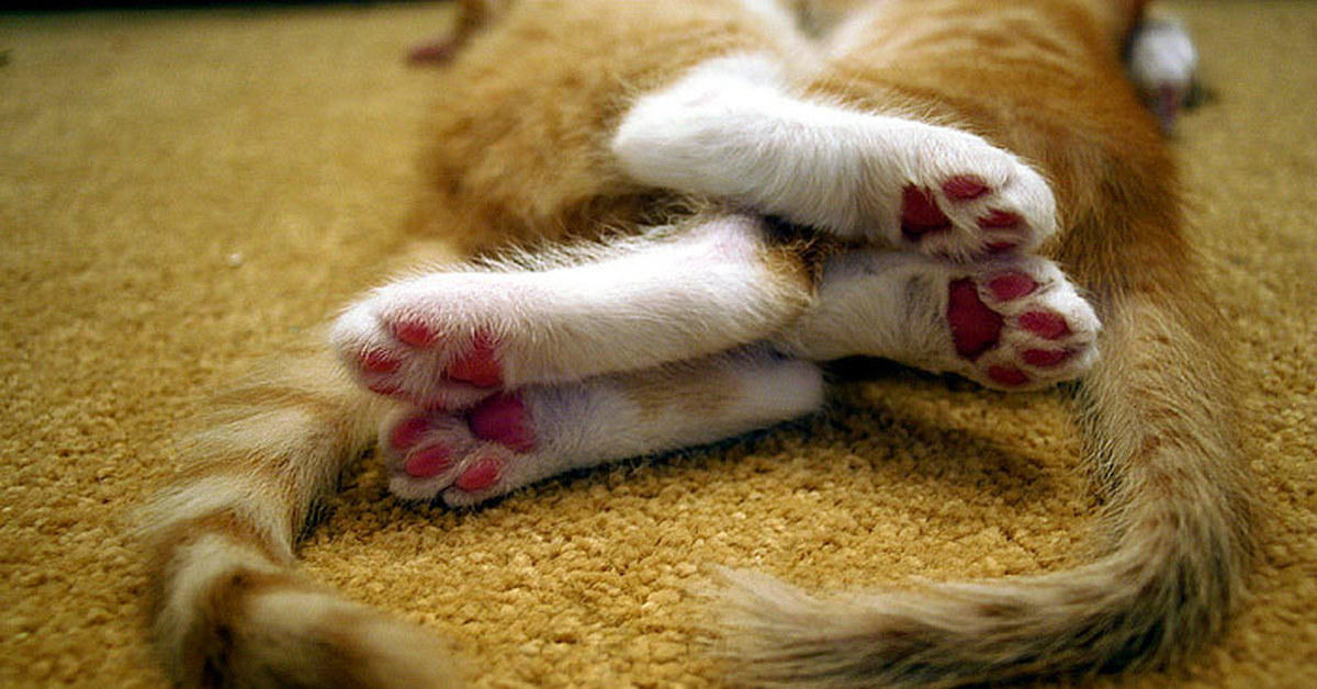 Смешались лапки невпопад и как свои теперь искать