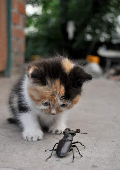 Можно с вами поиграть