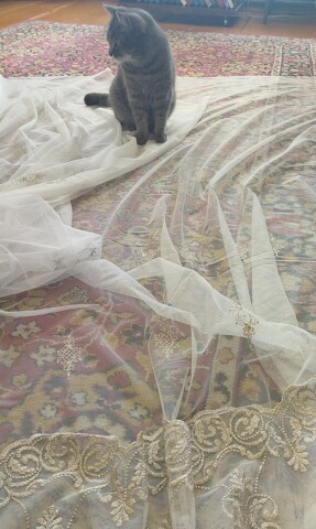 Хотела хозяйке помочь, а с чего начать незнаю