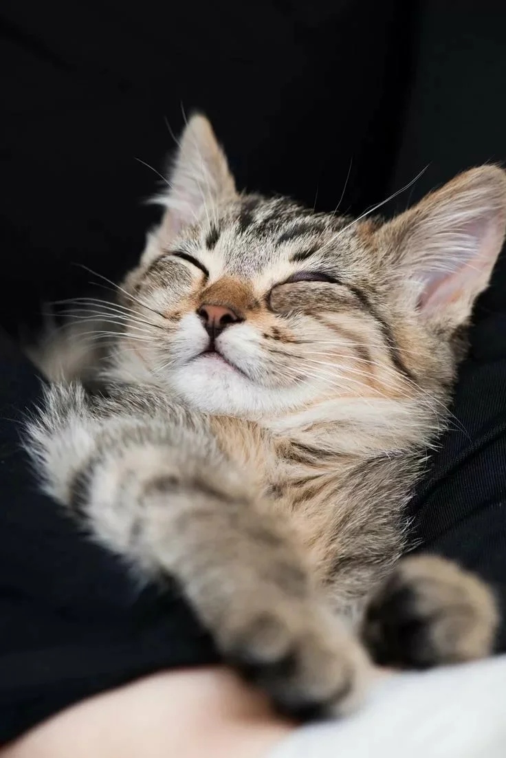 Нечего вставать с ранья, надо выспаться сперва