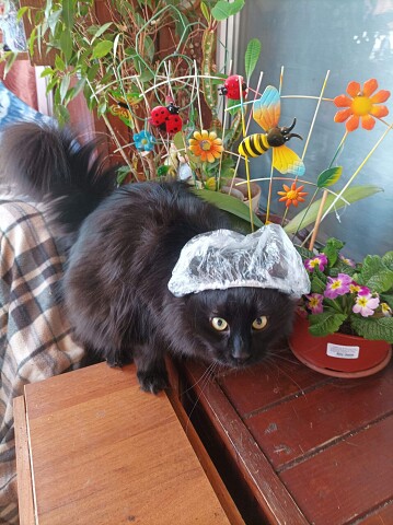 Я тут главная по цветам