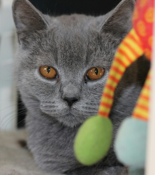 Я играться не хочу, я за вами посмотрю