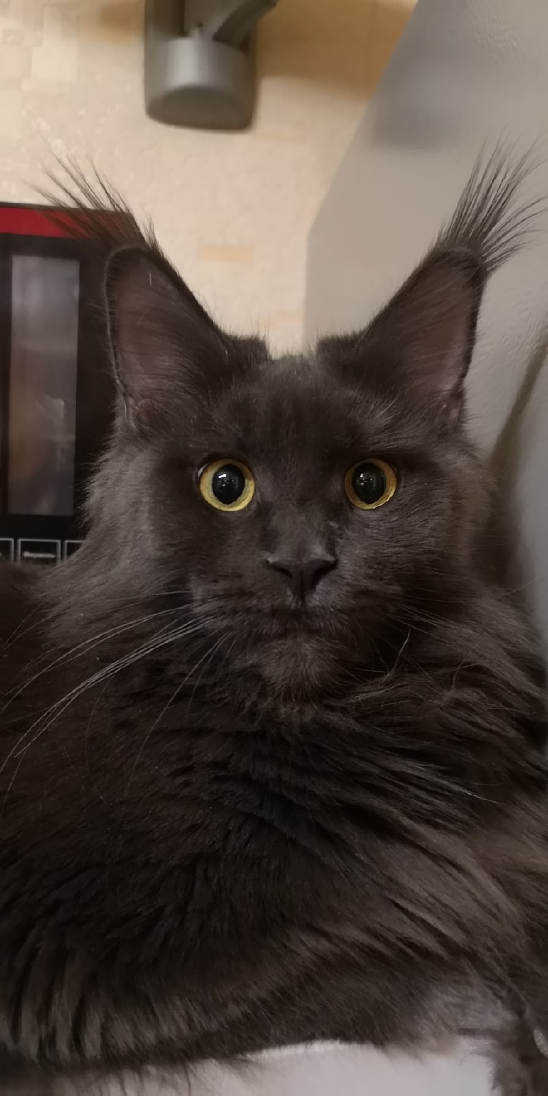 Что приуныли, а ну взбодритесь