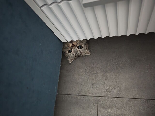 Кто под шкафом живёт, я конечно