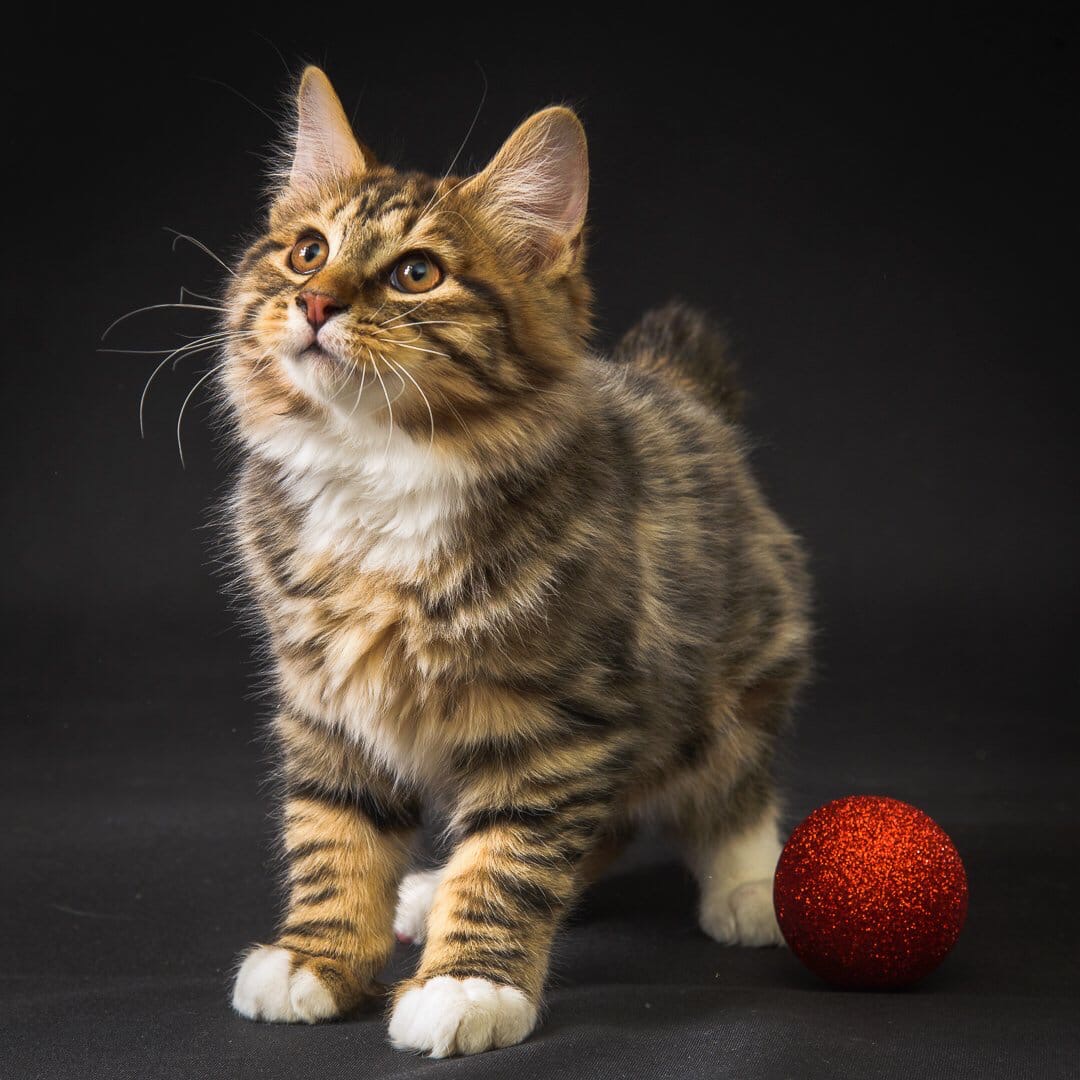 Мячик есть, нужна компания