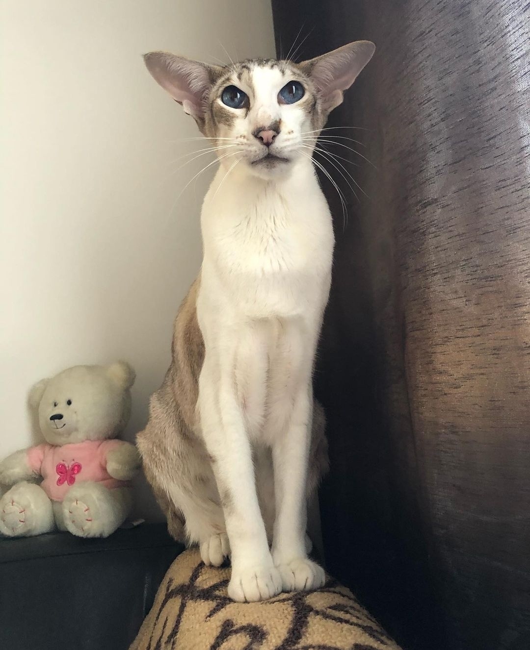 Я по стойке смирно жду, когда хозяева придут