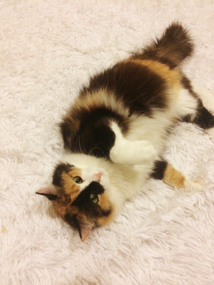 Буду лежать, пока настроение не поднимется