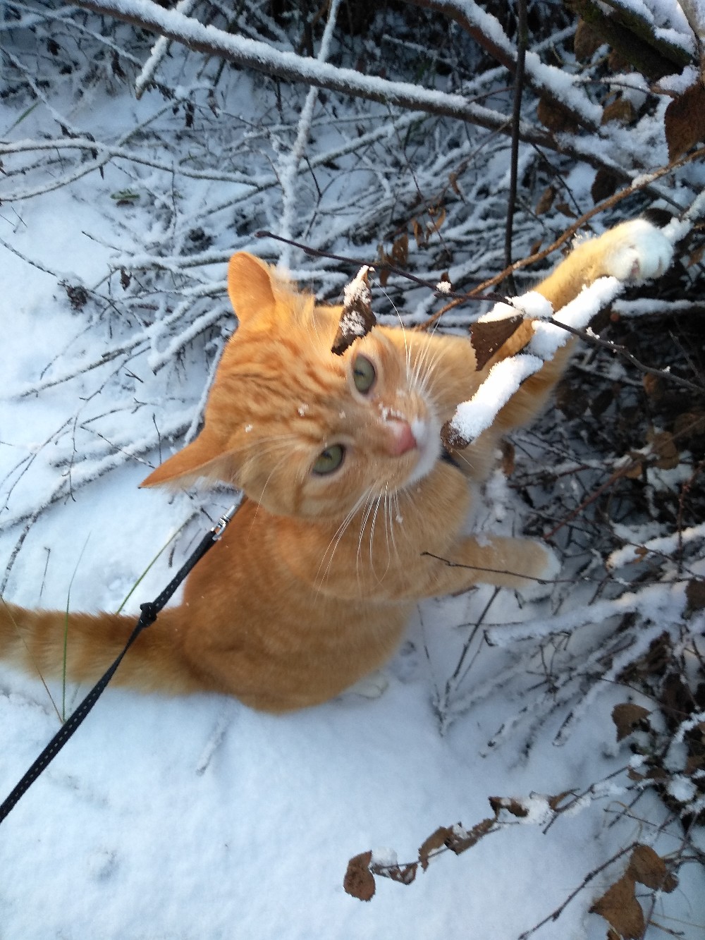 Поиграю со снежком, пока не растаял