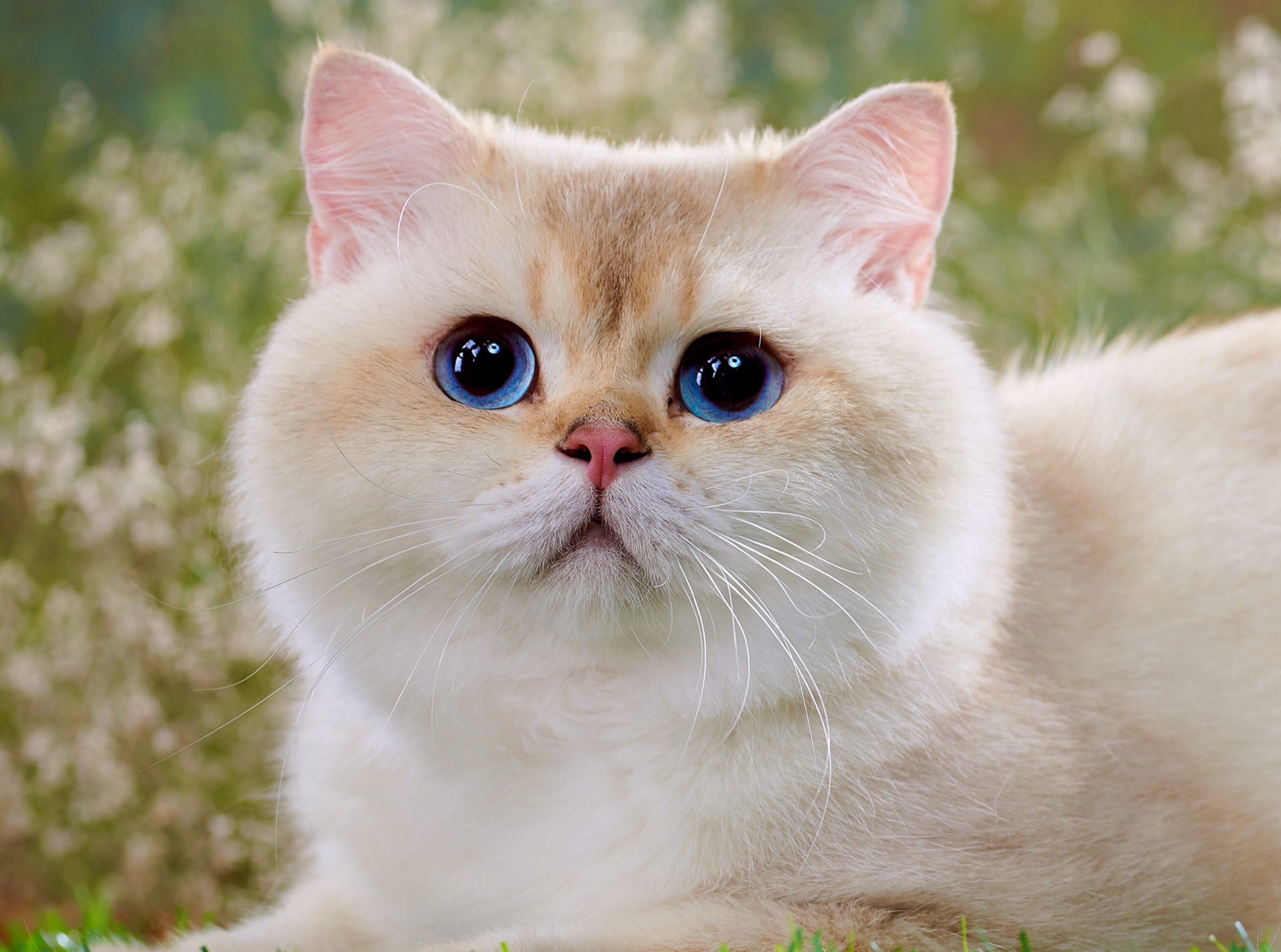 Красотка на природе