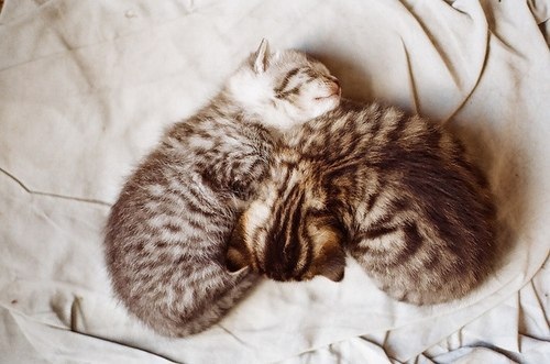 Спать улеглися малыши, вот такие молодцы