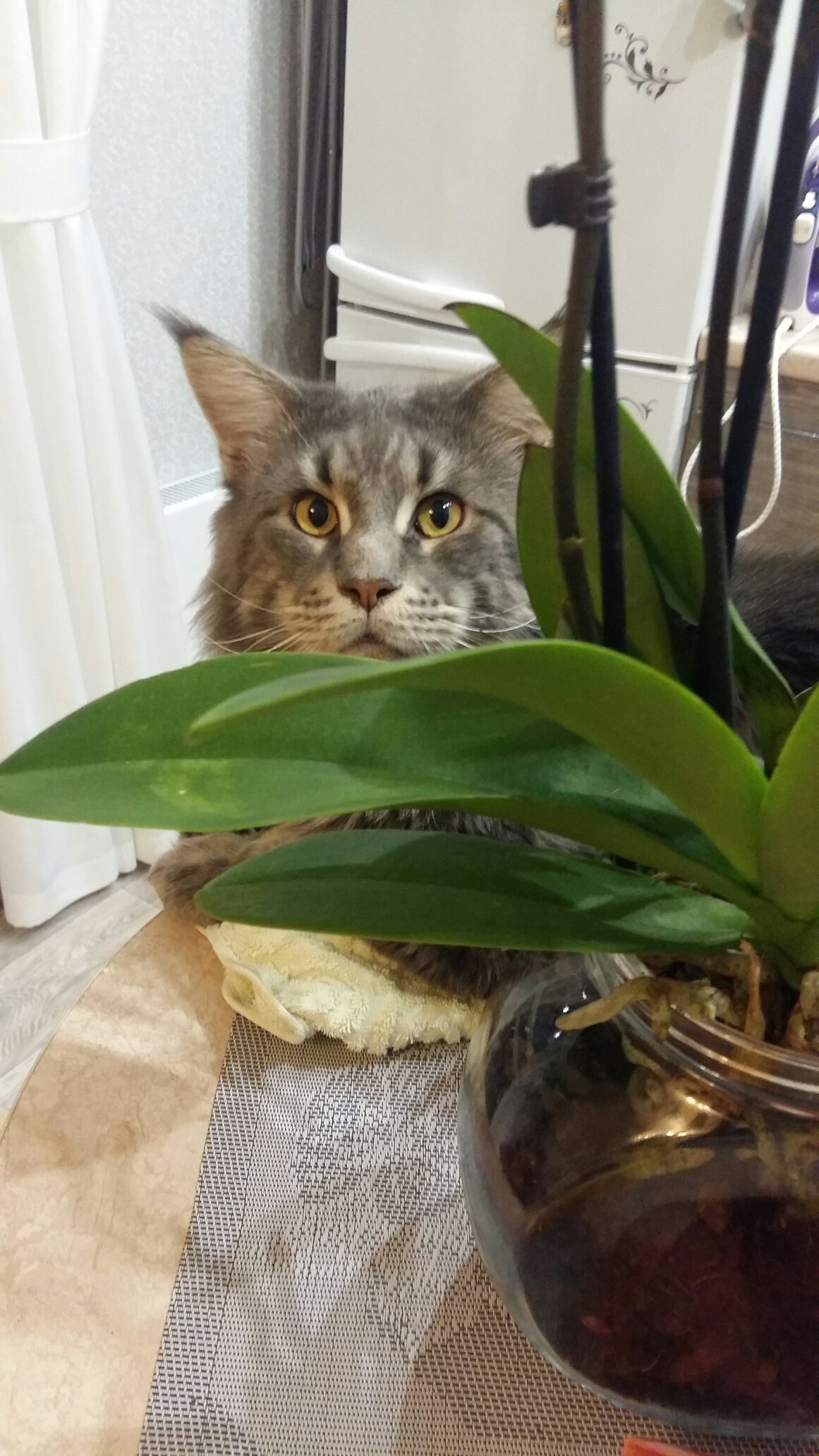 Я спрашиваю, почему цветы на столе, вместо еды