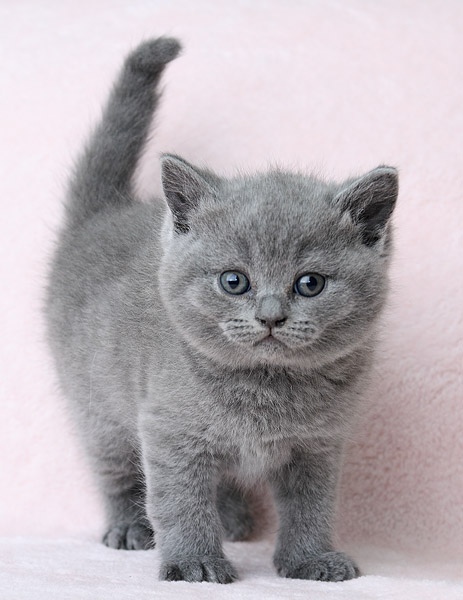 Сейчас как поскачу, фиг догоните