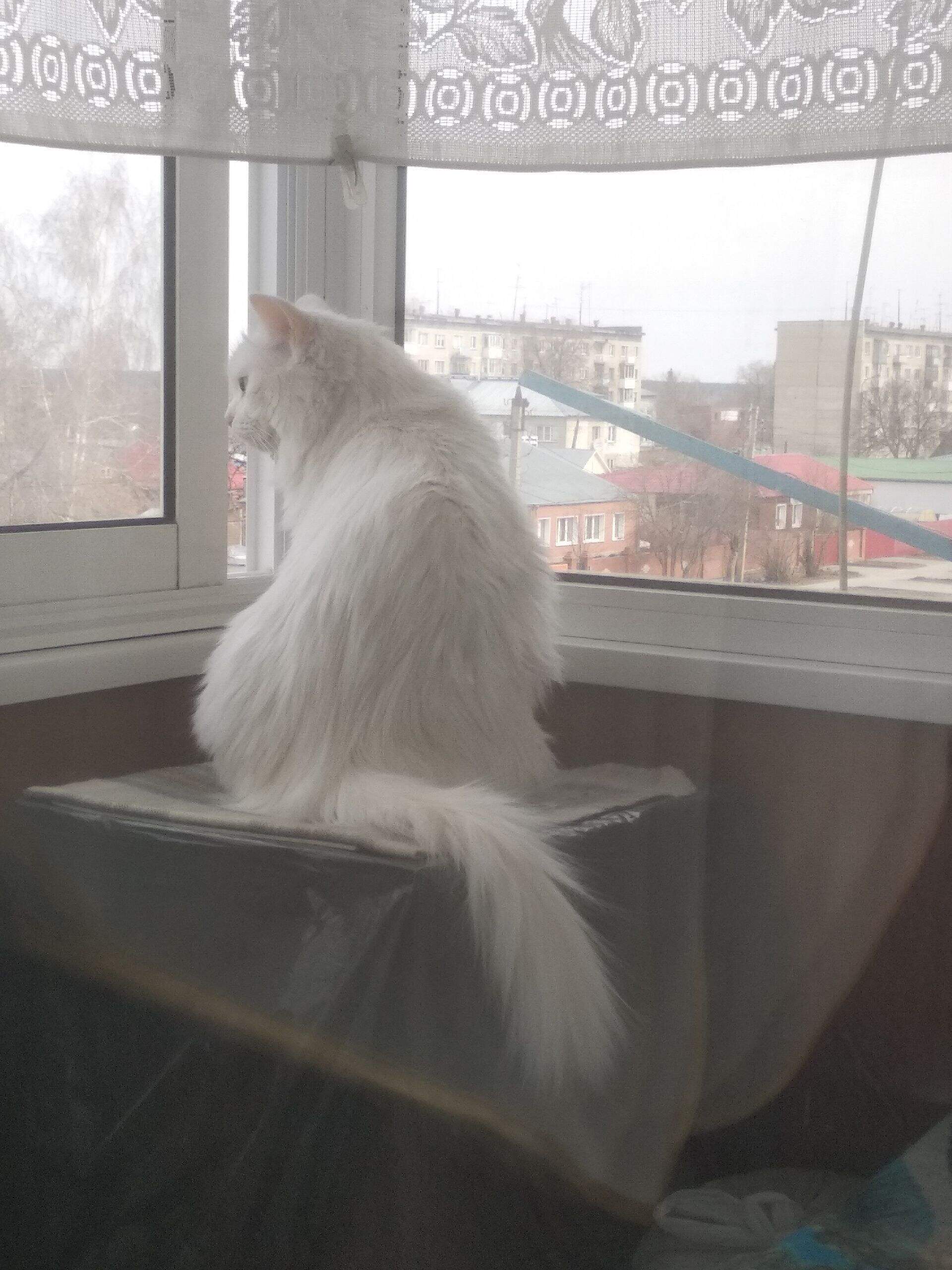 Я в окошечко смотрю, а также воздухом дышу
