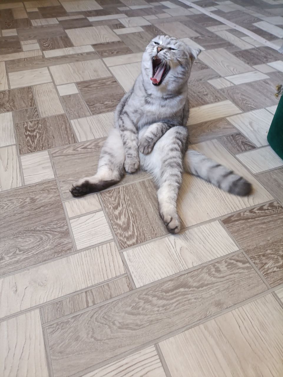 Уютный лентяй