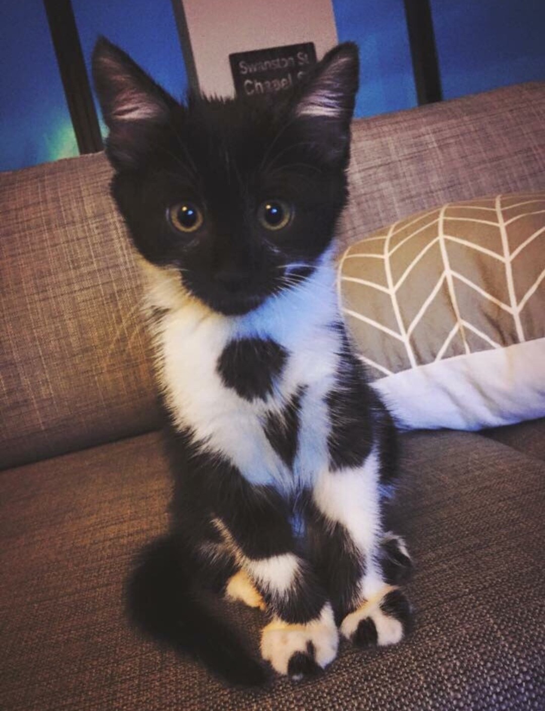 Котёнок в смокинге