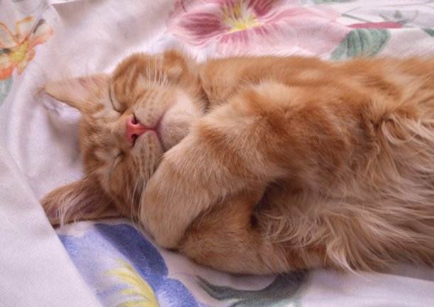 Спит котейка