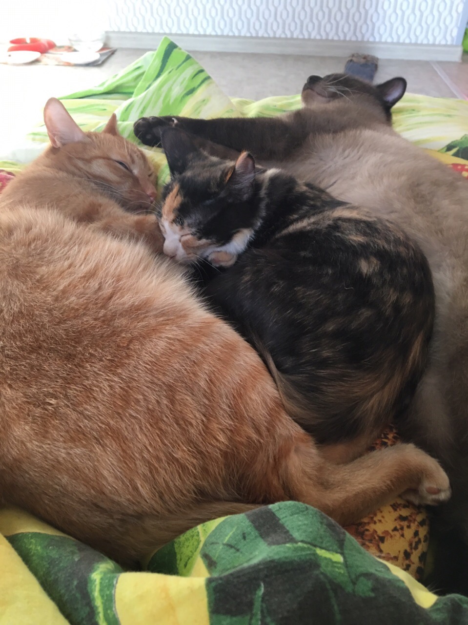 Уютное кошачье объятие