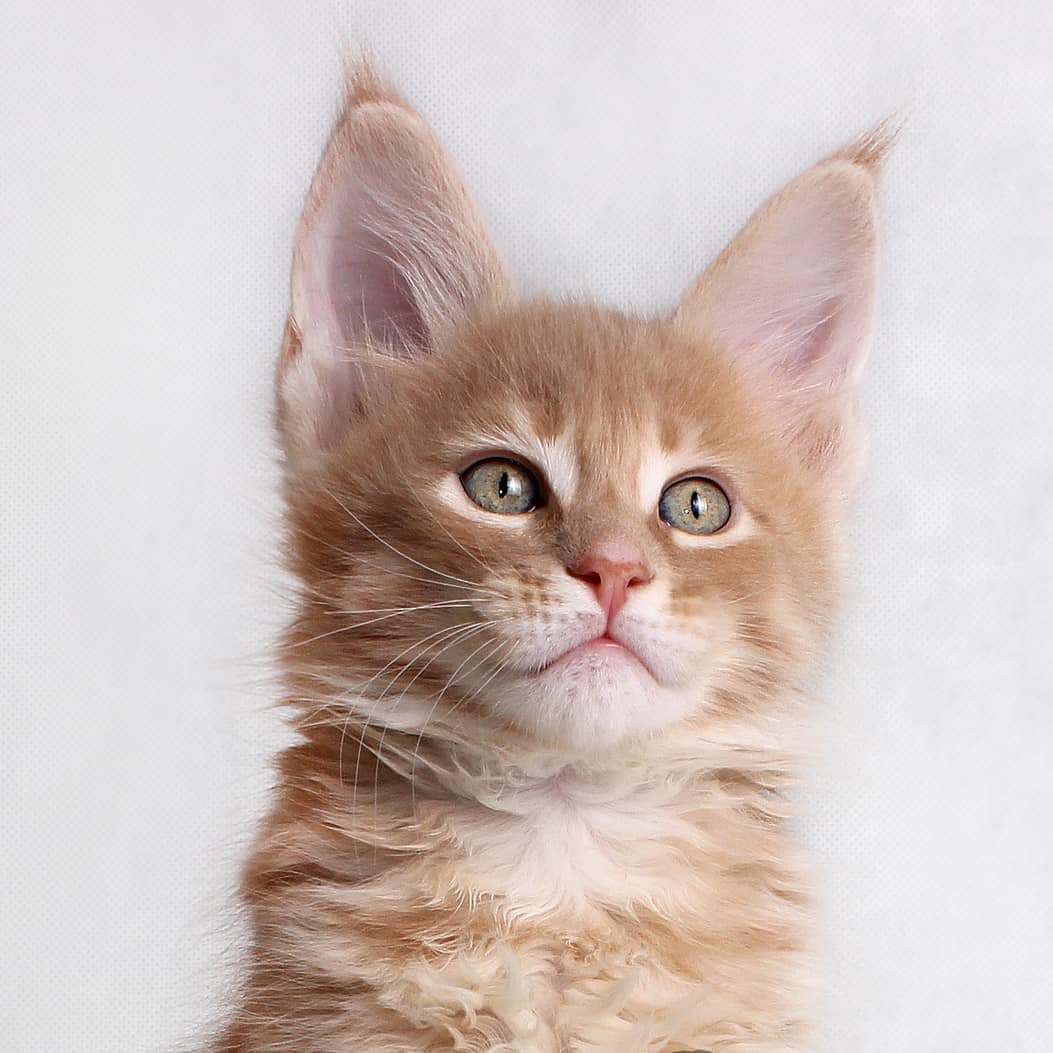 Солнечный котенок
