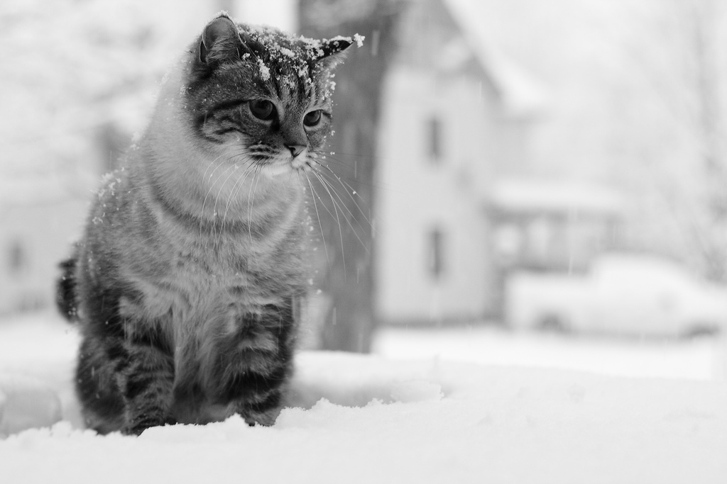 Зимний философ