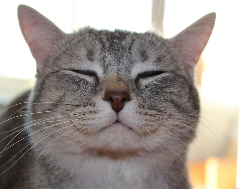 Кот медитатор