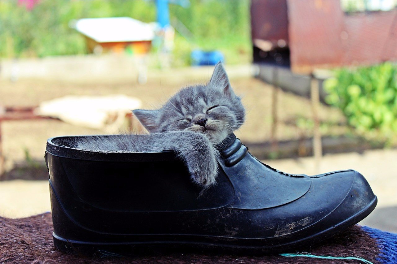 Котенок в галоше