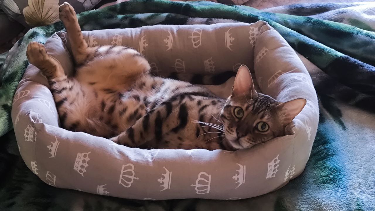 Король лежака