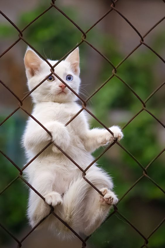 Заключённый милота