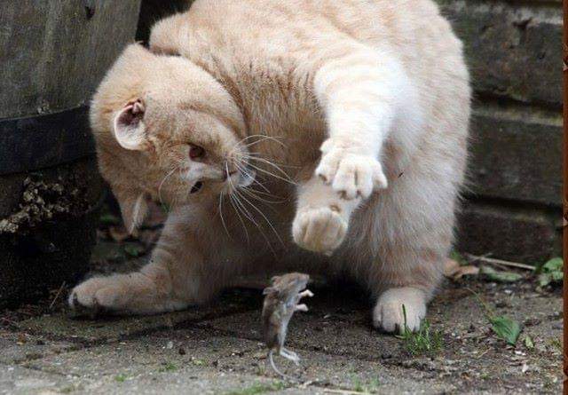 Кошка играет с мышкой