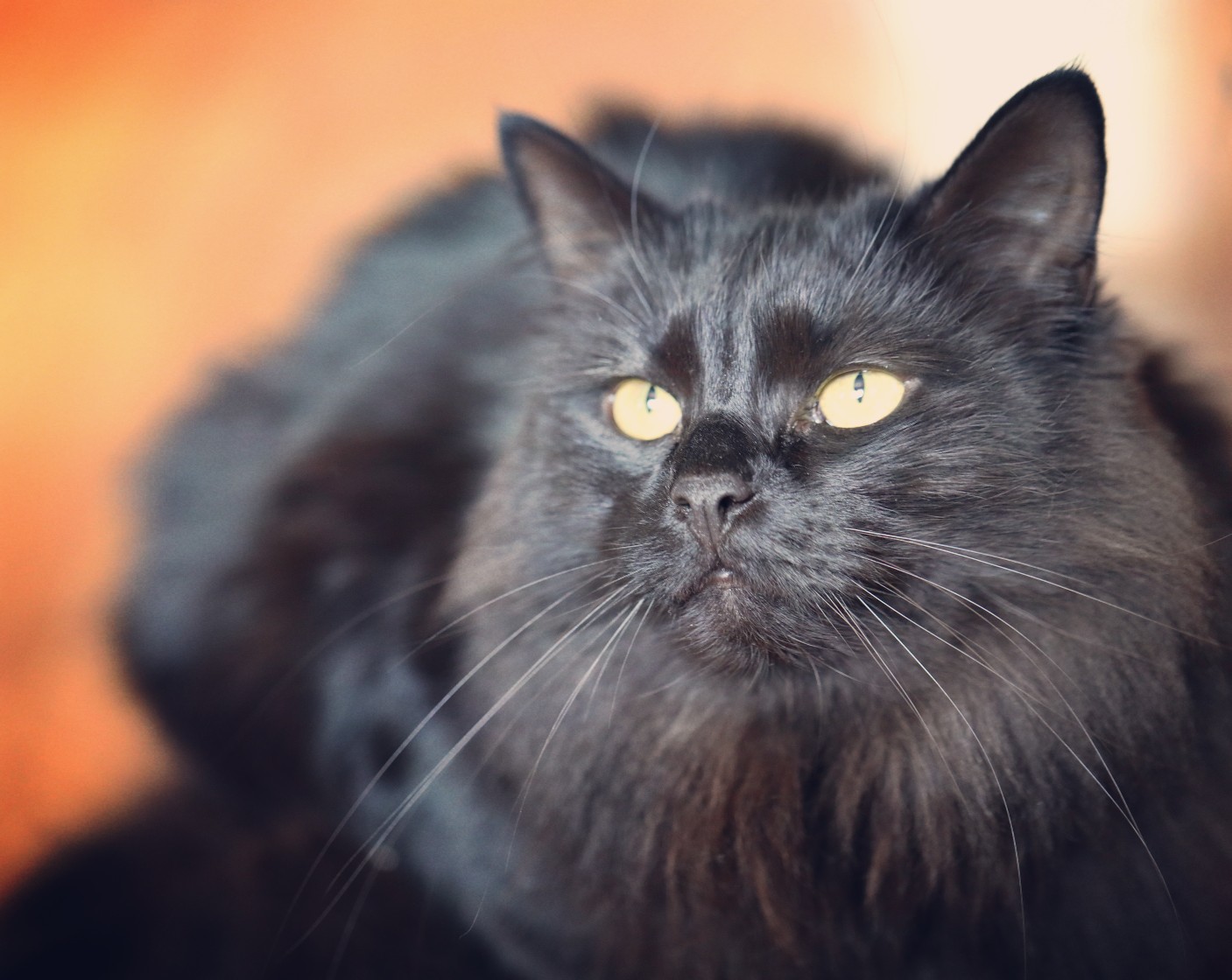 Чёрная обаяшка