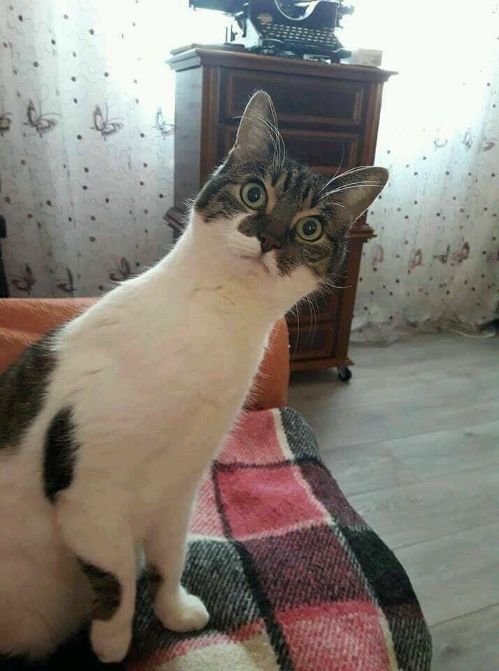 Удивлённая кошечка