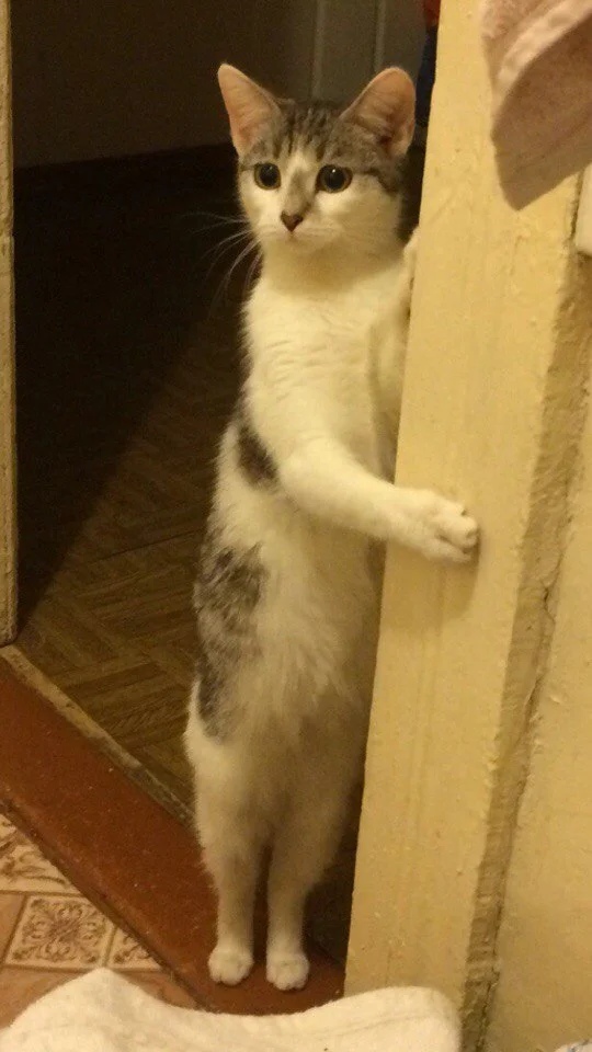 Изумлённая кошечка