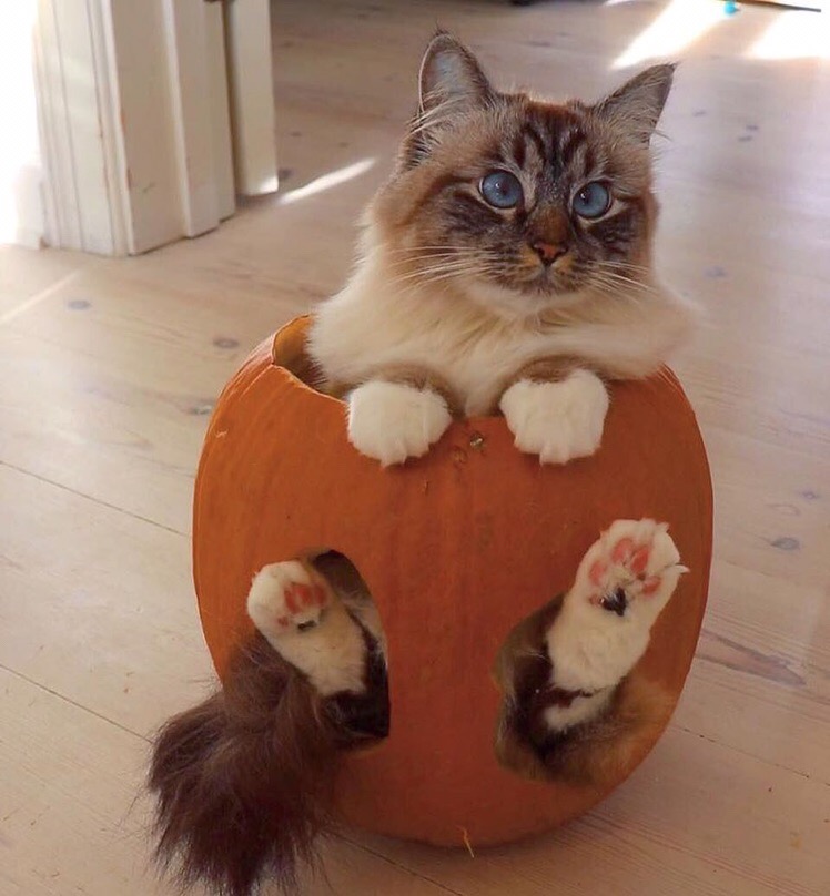 Кошечка в тыкве