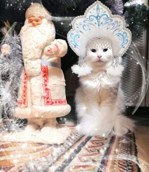 Кошечка снегурка