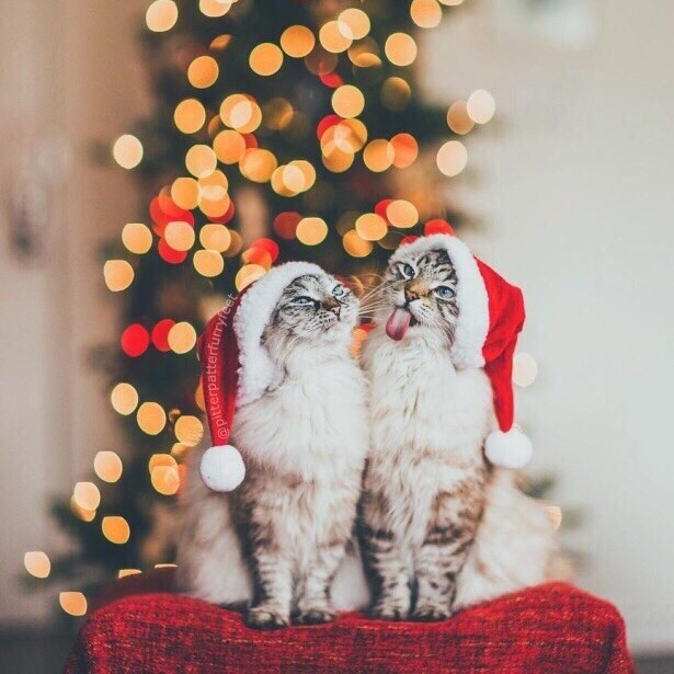 Две кошечки в колпаках