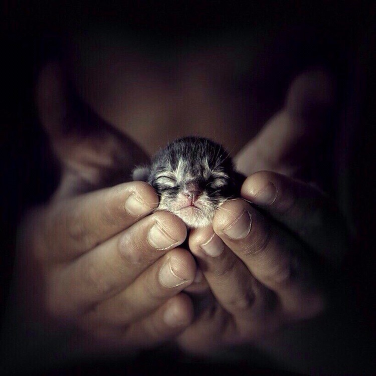 Котёнок в ладошках