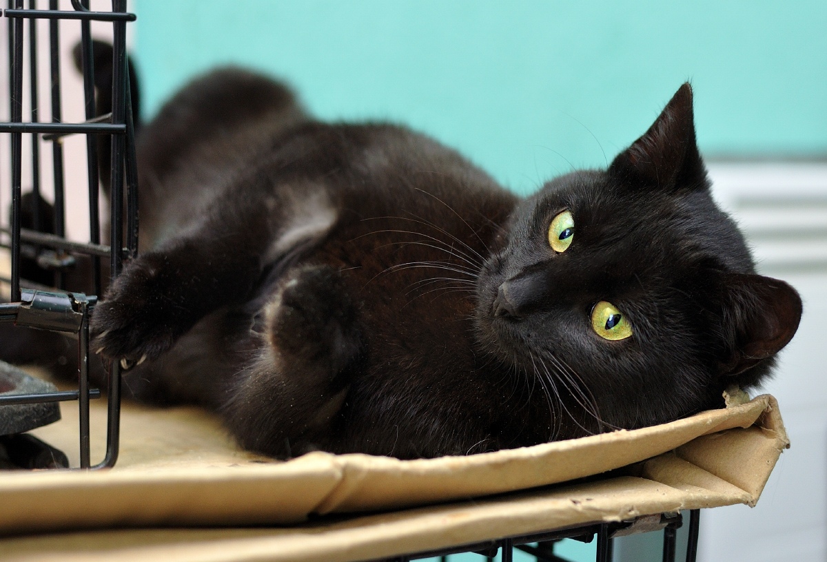 Чёрная кошечка и клетка