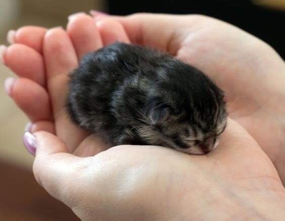 Новорожденного котёнка фотографируют