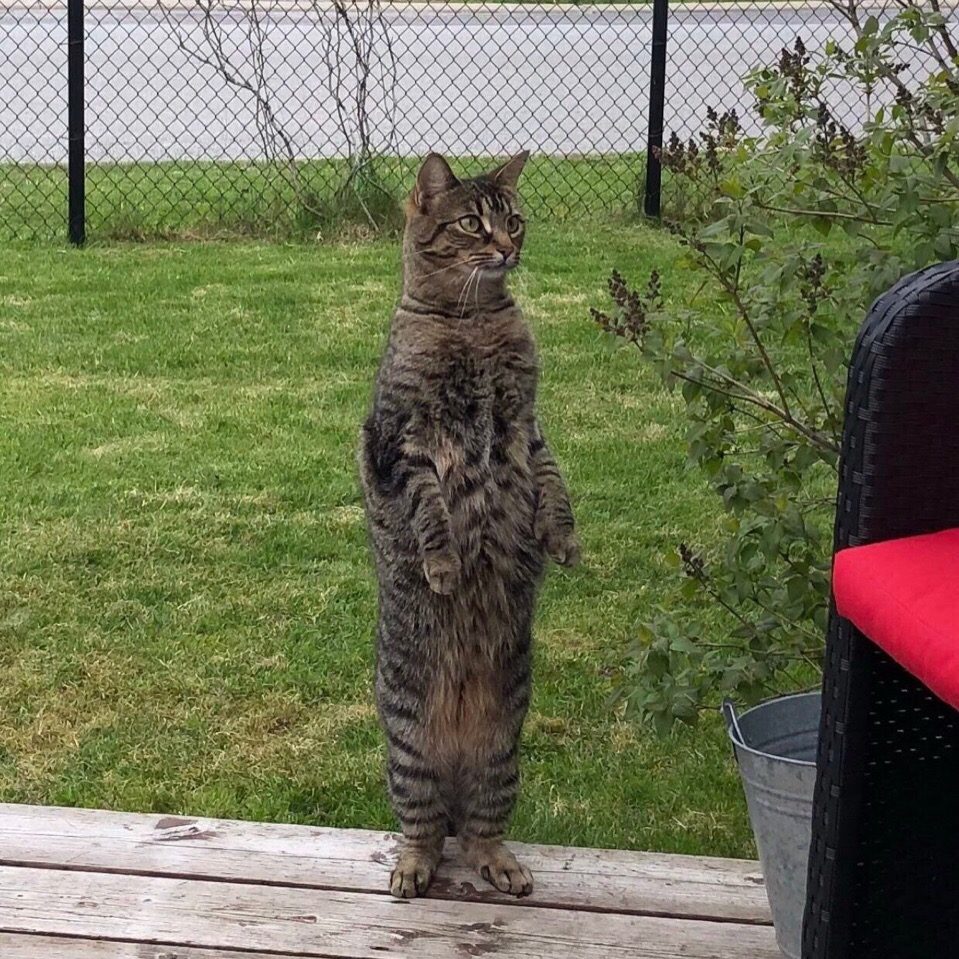 Полосатая кошечка стоит